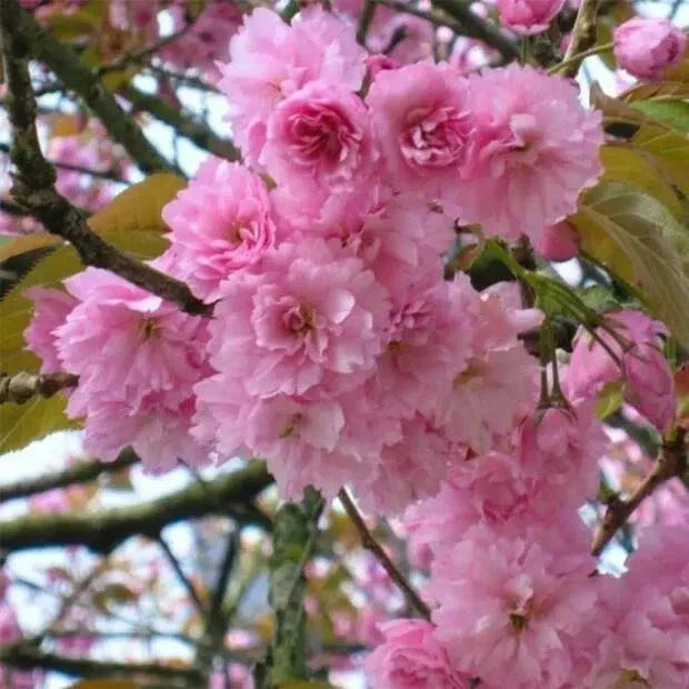 Japanese Cherry Cuttings - 10 Unrooted Fresh Cuttings for Bonsai - Prunus serrulata