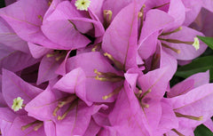 Bougainvillea Starter Plant - Rijnstar Lila Variety - Live Plug Plant - Well Rooted - USA Seller