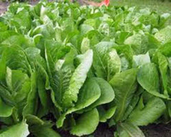 Romaine Lettuce Seeds - Paris Island Heirloom, Non-GMO, 500 Seeds - Ideal for Home Garden
