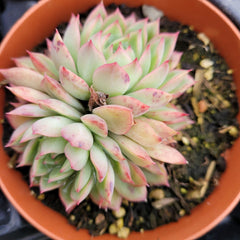Echeveria Mebina Succulent Bare Root 4" - Rare Rosette Live Plant, Echeveria