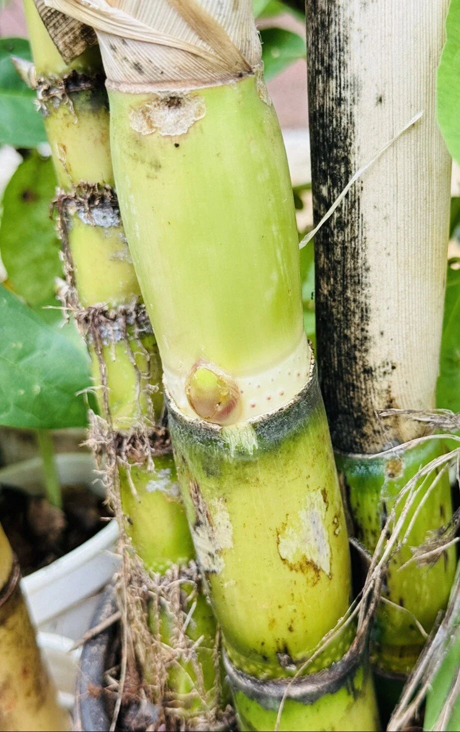 Green Sugarcane Live Plant Cuttings - 2 PCS Fresh Sweet Juicy Cuttings Ready to Plant (Saccharum officinarum)
