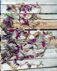 Wandering Jew Cuttings - 12 Fully Rooted Healthy Plants - Tradescantia zebrina