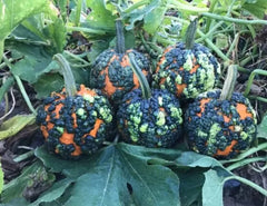 Warty Goblin Pumpkin Seeds - 10 Seeds for Planting - Unique Variegated Color - Cucurbita pepo