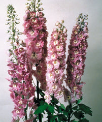 Delphinium Magic Fountain Lilac Pink Perennial Plant - Full Sun - Old Fashioned Favorite (Delphinium elatum)