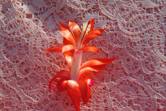 Christmas Cactus Starter Plant - Small LaKoda Fire - Schlumbergera Truncata - Healthy Well-Rooted Houseplant