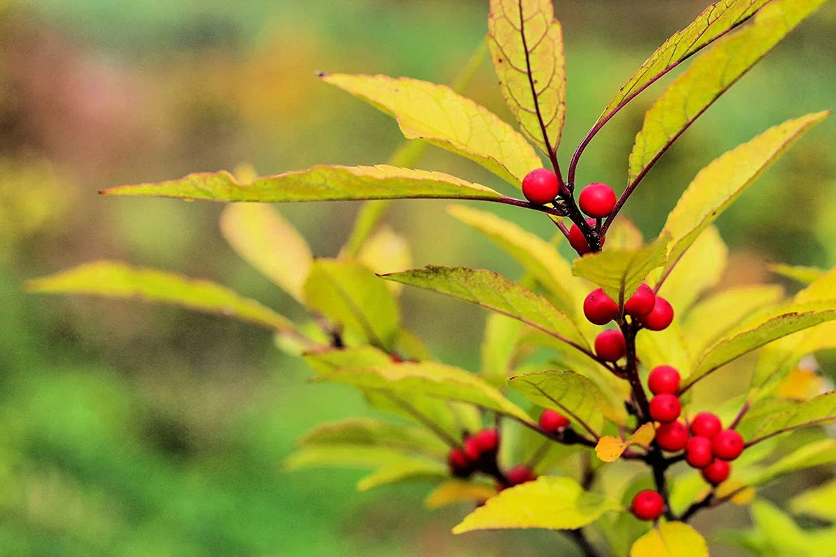 30 Red Huckleberry Seeds for Planting, Vaccinium parvifolium, Organic, Non-GMO, Edible Berry Plant Seeds