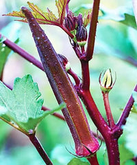 Red Burgundy Okra Seeds - 50+ Fresh Vegetable Seeds (Abelmoschus esculentus) - Heirloom Variety - USA Grown