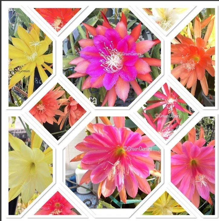 epiphyllum succulents Epiphyllum Cuttings - 5 Assorted Mixed Colors - Orchid Cactus Succulents