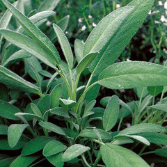 Broadleaf Sage Herb Seeds - 400+ Fresh Seeds - Salvia officinalis - Culinary Garden Planting
