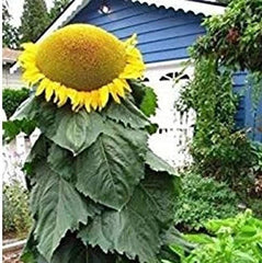 Mongolian Sunflower Seeds | 10 Seeds | Biggest Sunflower in the World | Helianthus annuus