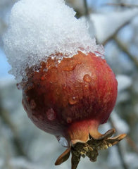 Afganski Russian Pomegranate Plants - 2 Live Punica granatum - Fruit-Bearing, Hardy Varieties for Gardens and Containers