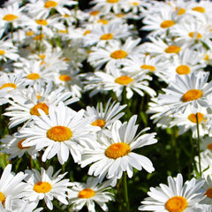 Shasta Daisy Seeds | White Perennial Wildflower Seeds | Leucanthemum × superbum | 2025
