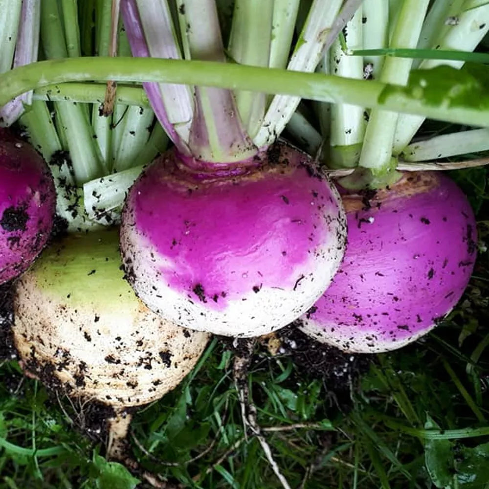 Purple Top White Globe Turnip Seeds, 1 Ounce, NON-GMO, Brassica rapa var. rapa