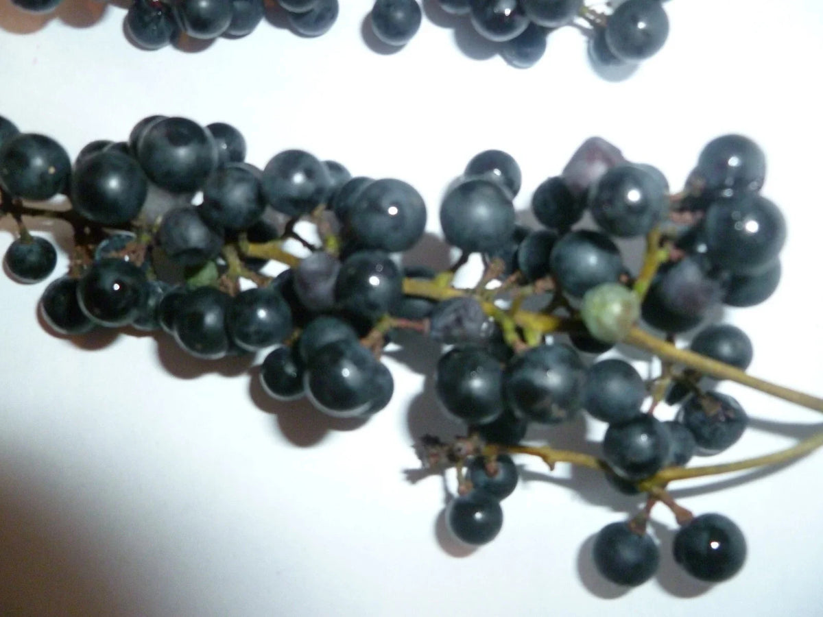 Organic Wild Grape 25 Seeds - Vitis aestivalis - Heirloom, Non-GMO, Free Shipping