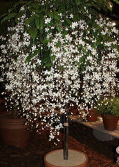 Clerodendrum Wallichii Bridal Veil Small Starter Plant with Stunning White Blooms - Perfect Indoor Houseplant