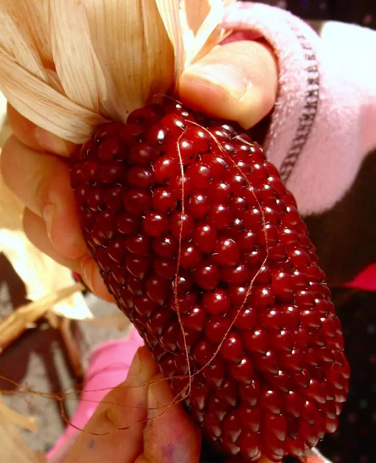 5000+ Organic Heirloom Strawberry Ruby Corn Seeds - Sweet Popcorn Variety - Rare Non-GMO Corn Seeds