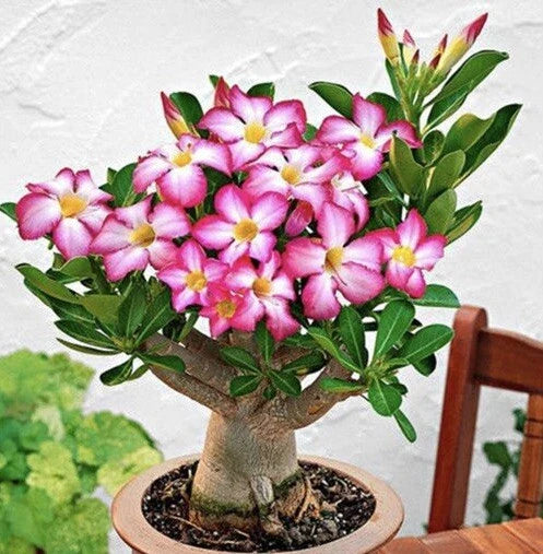Mixed Color Desert Rose Seeds | 5 Seeds | Adenium Obesum | USA Grown  All  U Need Garden Supply