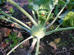 Kohlrabi Seeds, 500 Count, Early White Vienna, Heirloom, Non-GMO, Brassica oleracea