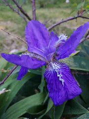 Live Dwarf Wild Blue/Purple Rhizomes - 2 Pack - Aquilegia caerulea (Columbine)