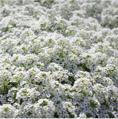 White Alyssum Carpet of Snow Flower Seeds - 100 Organic Dwarf Seeds for Floral Boho Gardens - USA Grown