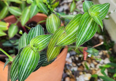 Wandering Jewel Plant - Callisia Gentlei var. Elegans - Striped Inch Plant - Indoor Houseplant - Low Light Tolerant