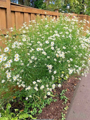 FALSE ASTER Seeds - 200+ Perennial Native Wildflower for Poor Soils - Summer & Fall Garden (Symphyotrichum spp.)