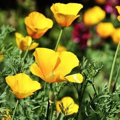 California Poppy Seeds - Chrome Queen Yellow - Sulphur Yellow - (Eschscholzia californica) for 2025 Planting
