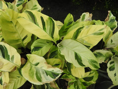 Thai Beauty Calathea Seeds - 25+ Pack for Garden Planting - Calathea 'Beauty Star' - USA