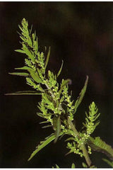 Epazote Seeds - 300 Non-GMO Mastruz Chenopodium Ambrosioides Mexican Herb for Cooking and Medicinal Use