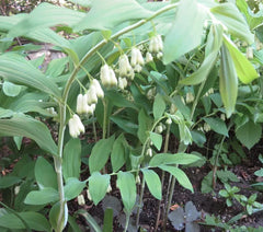 Wild Solomon's Seal Plant Bare Root 10-Pack Polygonatum Biflorum Transplant