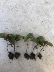 Live Purple Shiso Plant | 2+ Beefsteak, Wild, Japanese Basil | Perilla | NON-GMO