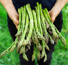 Asparagus Seeds - 200+ Heirloom Organic Mary Washington - Non-GMO - Fresh Gardening Seeds