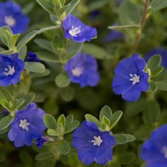 Evolvulus Blue Daze Live Plant Plug - Well-Rooted, 1 Plug, Blue Flowers, Ground Cover, Perennial, Outdoor Garden Plant