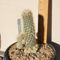 Sneed's Pincushion Cactus Live Plant - Escobaria sneedii var. sneedii - Succulent Cactus for Indoor or Outdoor Gardens