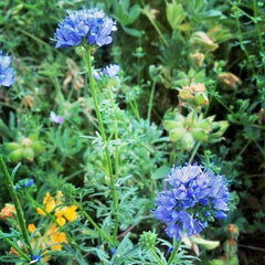 Globe Gilia Thimble Flower Seeds - 400+ Native Southwest Wildflower, Drought Tolerant, Heat Resistant, Gilia capitata