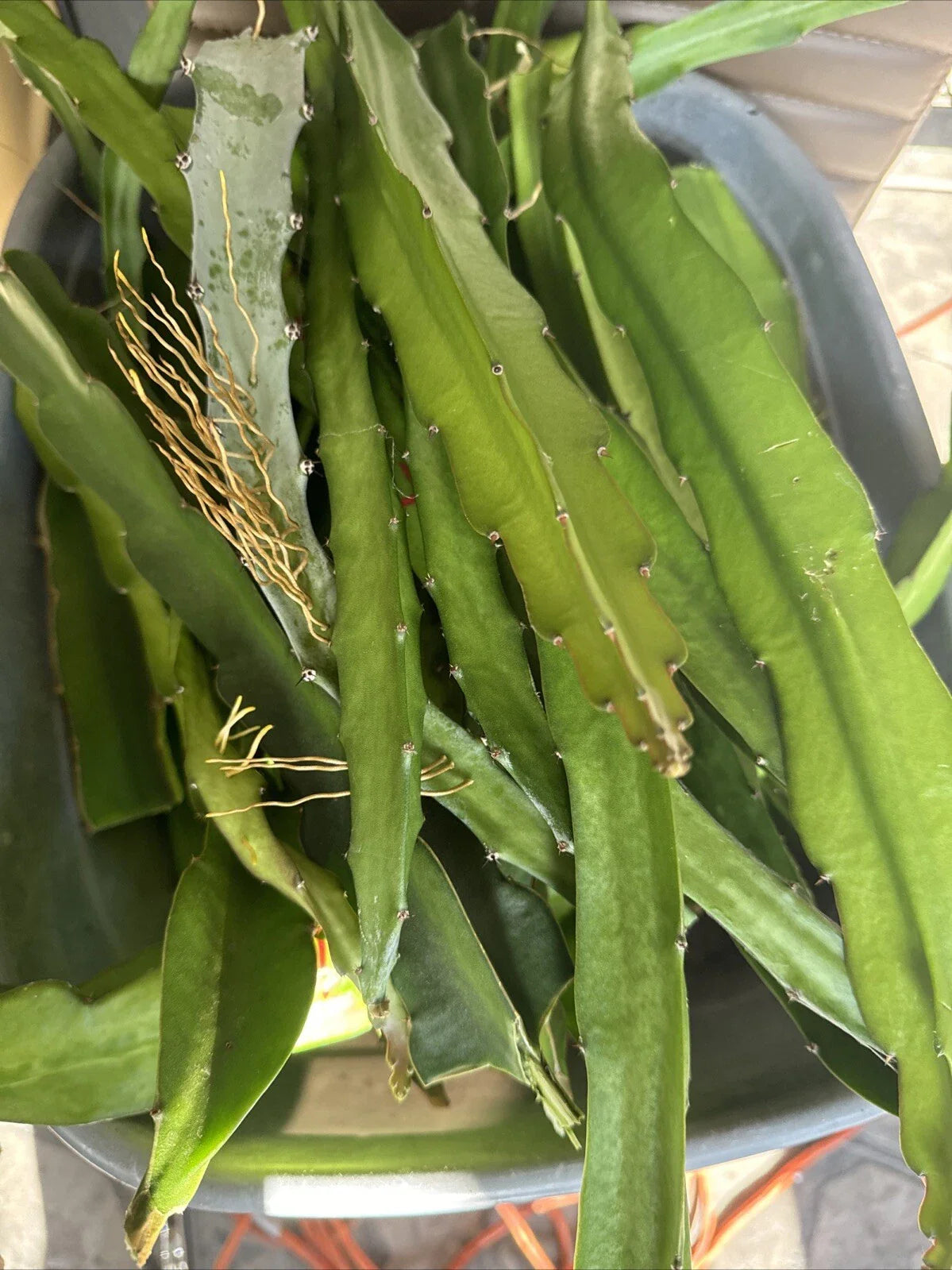 Dragon Fruit Cuttings 8-14 Inches | Hylocereus Undatus | Fresh Plant Propagation Supplies