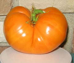 Amana Orange Tomato Seeds - 10+ Heirloom Seeds - Organic, Non-GMO, Rare Variety - Solanum lycopersicum