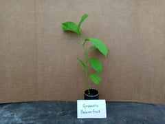 Yellow Passion Fruit Starter Plant - Passiflora Edulis - Live Plant with Free Shipping