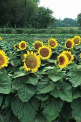 Dwarf Sunspot Sunflower Seeds, 50 Count, Exotic Flower, Helianthus annuus