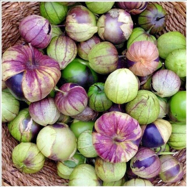 Organic Tomatillo Seeds - 51+ Purple de Milpa - Summer Vegetable Garden Container Planting