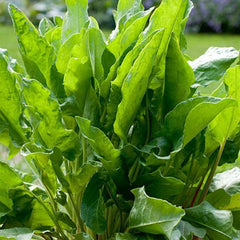 Large Leaf Sorrel Seeds | Heirloom Non-GMO Herb Seeds | Perfect for Home Gardens | Rumex acetosa