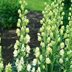 Bearded Monkshood Seeds - Organic 5 Pack - Aconitum barnatum - Rare Perennial Flowering Plant