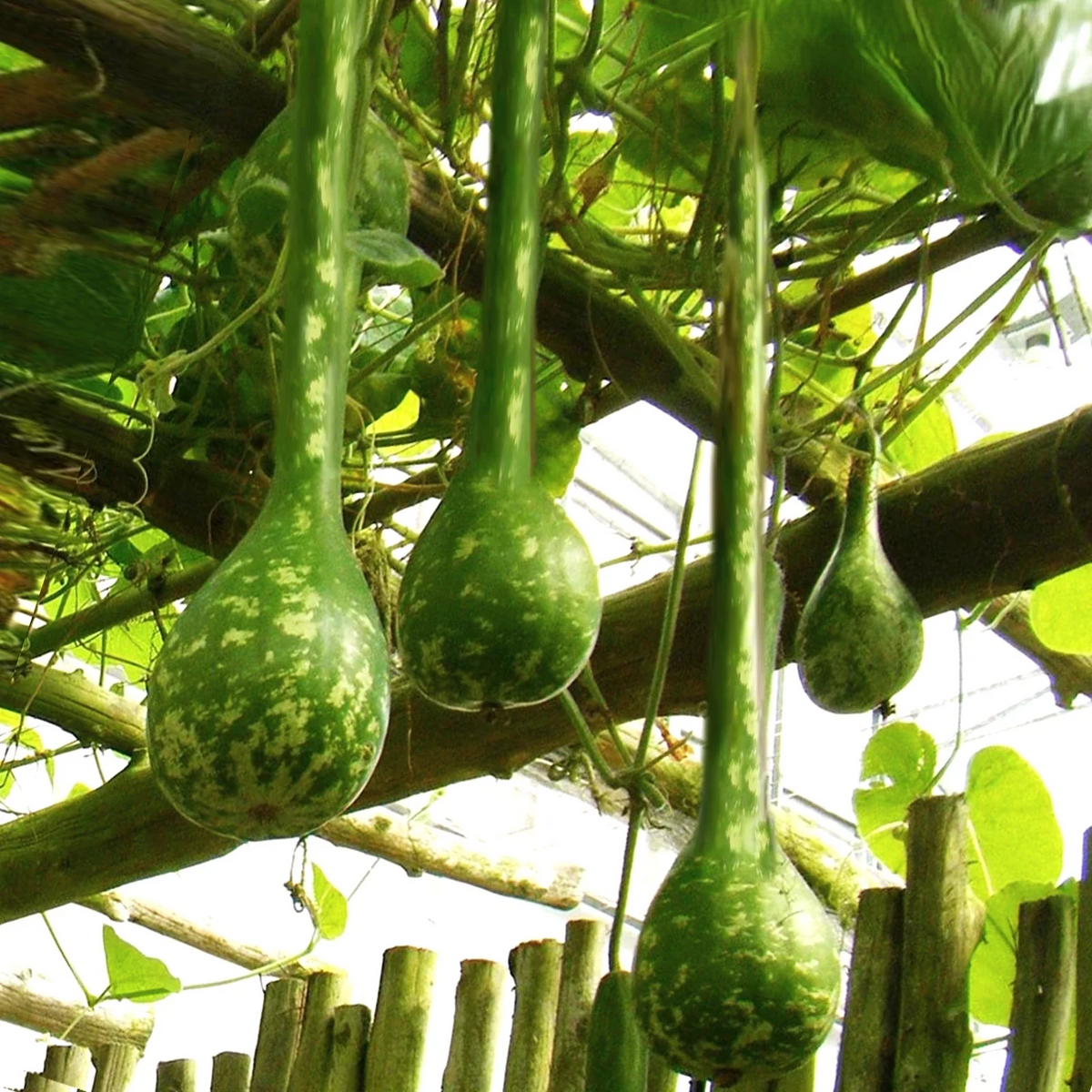 Long-Handled Dipper Gourd Seeds - Ornamental Lagenaria Siceraria - Perfect for 2025 Planting