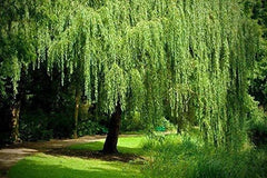 Golden Weeping Willow Tree Cuttings - 4 Live Plants - Arching Canopy - Salix babylonica