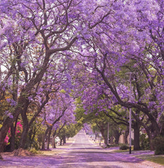 Jacaranda Tree Seeds | Lavender Blue Flower Tropical Plant | Jacaranda mimosifolia
