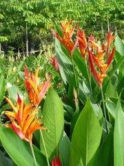 Heliconia Rhizomes - 2 Yellow Orange Exotic Tropical Blooms - Heliconia Rostrata