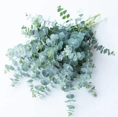 Baby Blue Eucalyptus Seeds for Planting, 10 Seeds, Ideal for Cut Flower Bouquets, Eucalyptus globulus