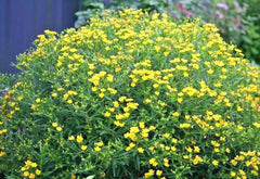 Great St. John's Wort Seeds - 500+ Count - Native Wildflower Perennial Herb - Hypericum perforatum