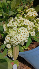 White Crown of Thorns Cutting - Yellow Center (1 Count, No Roots) - Euphorbia milii