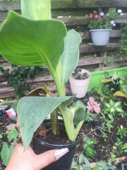 Tropicana Canna Plant in Pot | Tropical Orange Blooms | Well Rooted | Canna indica